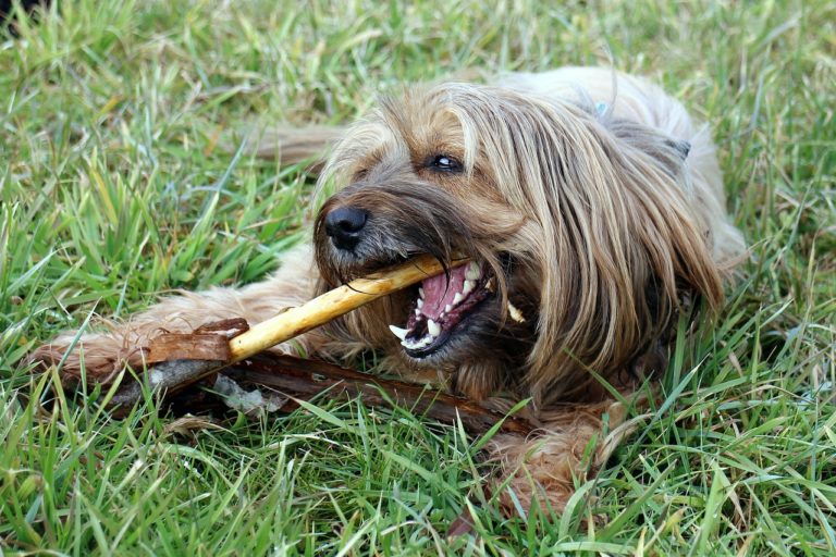 Koiran hammaskivi on yleinen koirien vaiva
