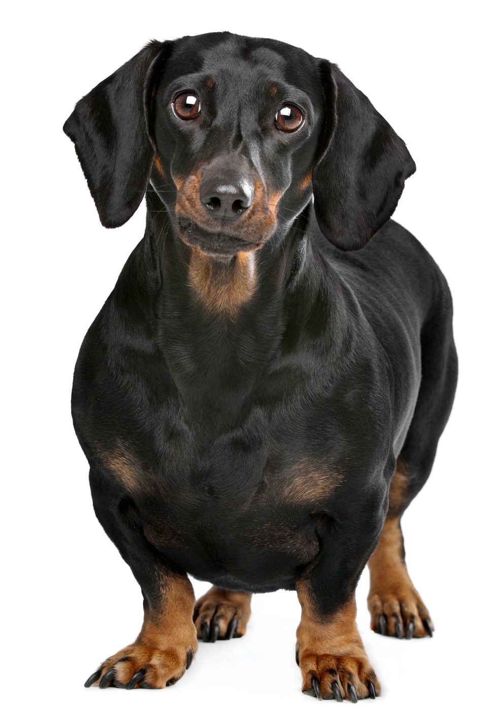 Koiran ylipaino on terveysriski.