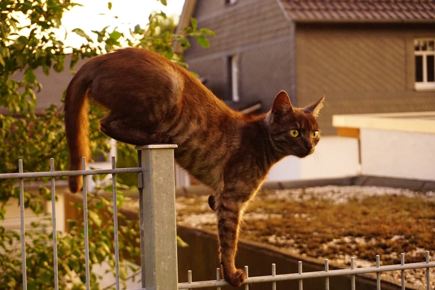 Hyvä kissanruoka auttaa kissaa pysymään terveenä.