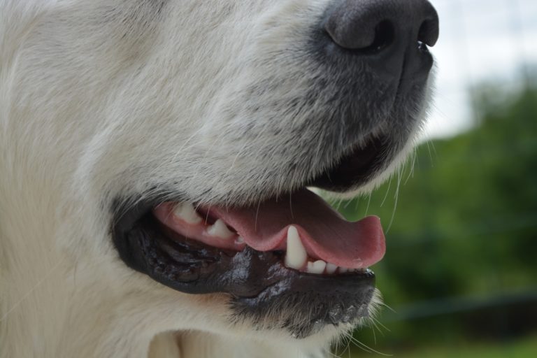 Koiran hammashoito on tärkeää koiran terveydelle