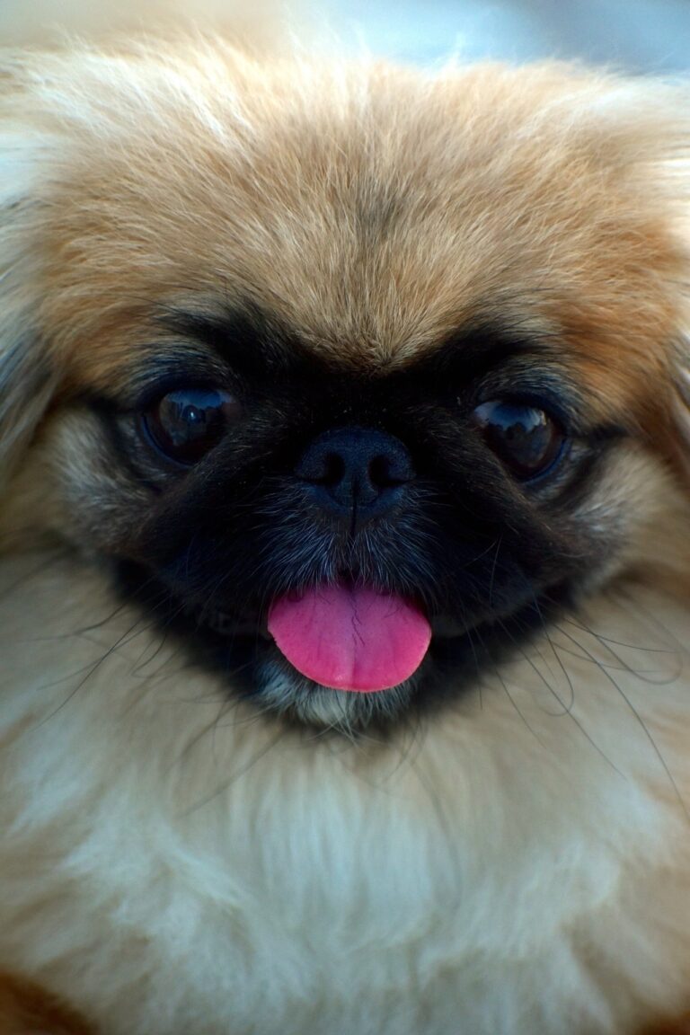 koiran hammaskiven ehkäisy