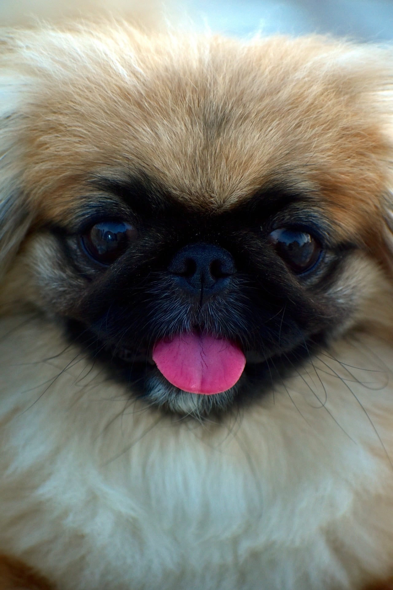 koiran hammaskiven ehkäisy