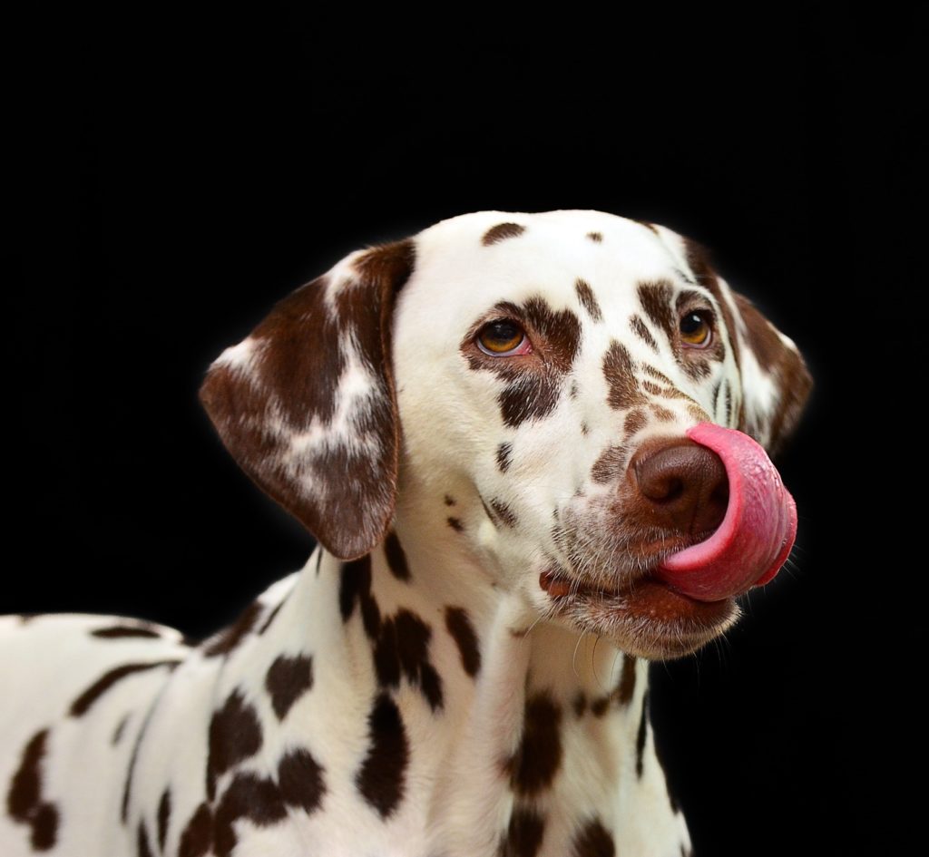 Koiran kuivamuona eli koiran kuivaruoka on täysravintoa koiralle.