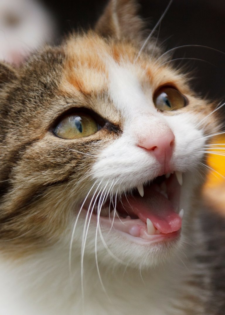 Kissan hampaat ja niiden hoito
