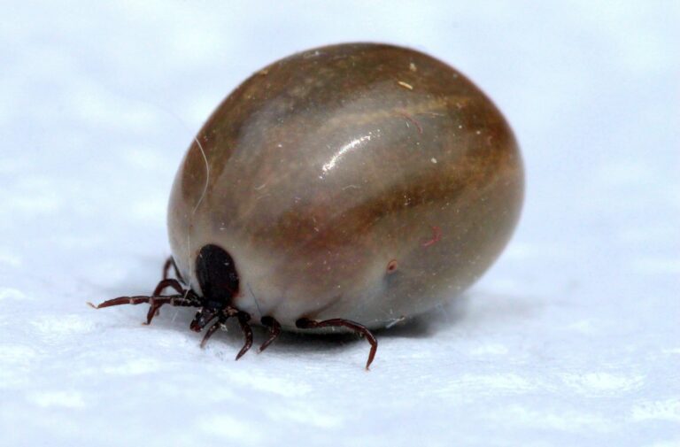 Punkkilääke suojaa koiria ja kissoja puutiaisten puremilta.