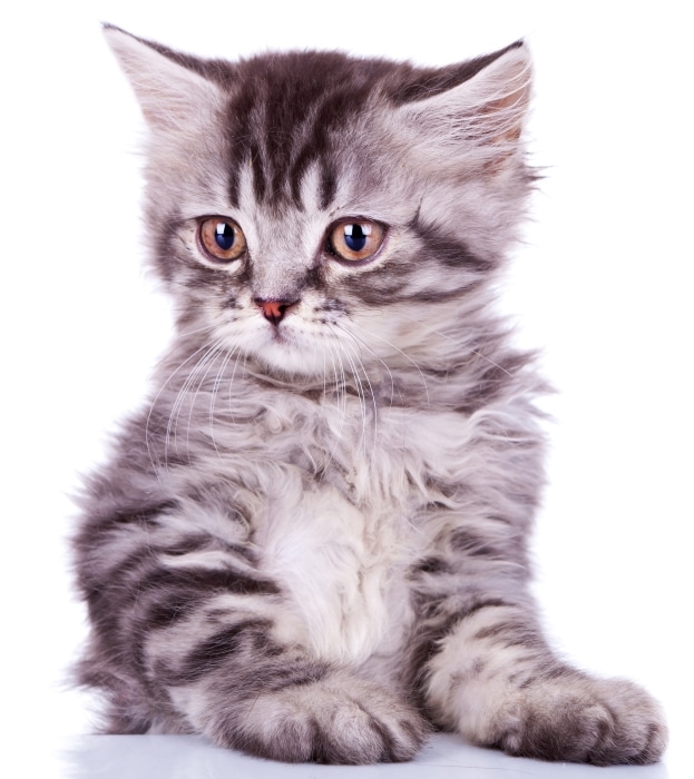 Kotimainen kissanruoka