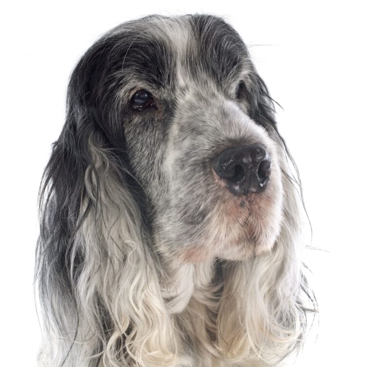 Senior koiranruoka ikääntyneelle koiralle.