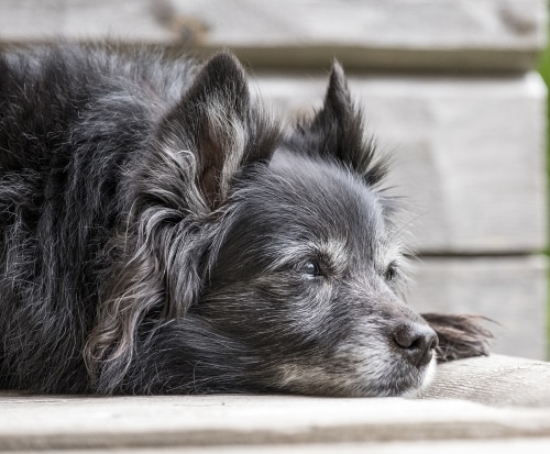 Miksi vanha koira ei syö?