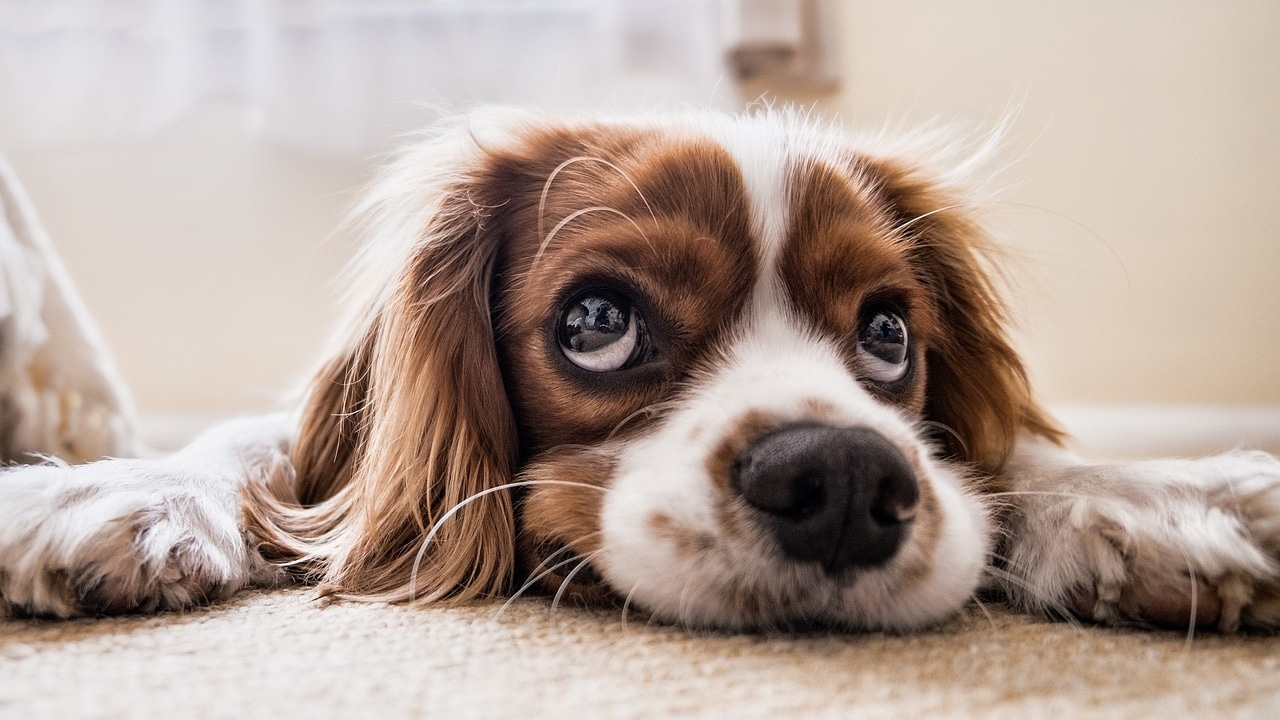 Hypoallergeeninen koiranruoka