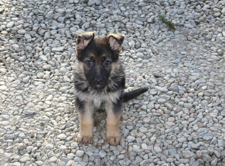 Koiranpennun ruokinta