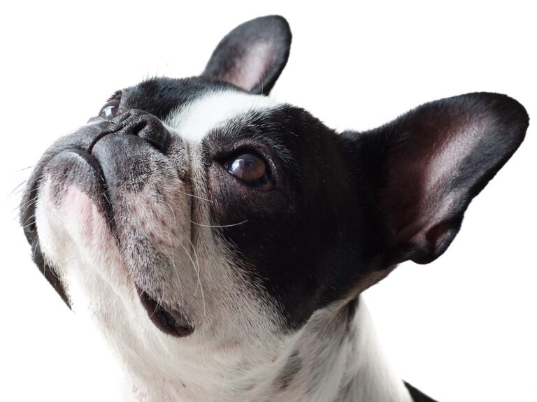 Koiran verta vuotavat ikenet tarvitsevat hoitoa.