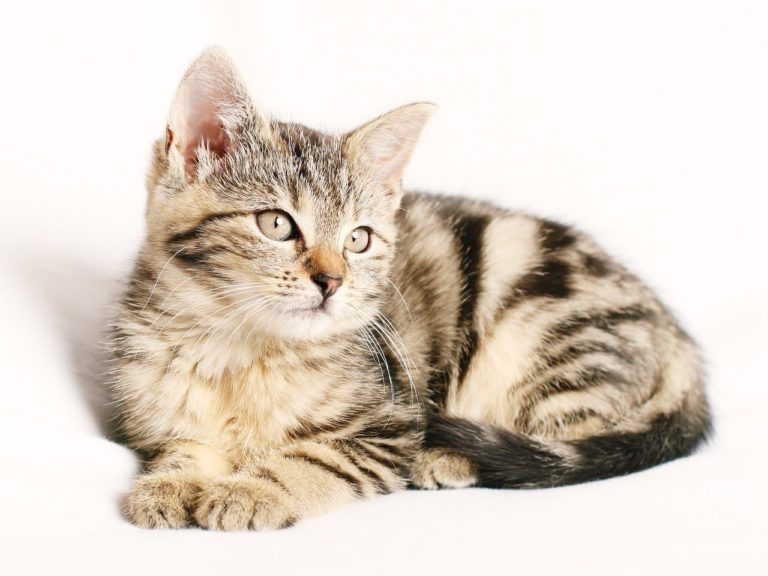 Kissanruoka verkkokauppa – suomalaiset kissanruoat verkkokaupasta