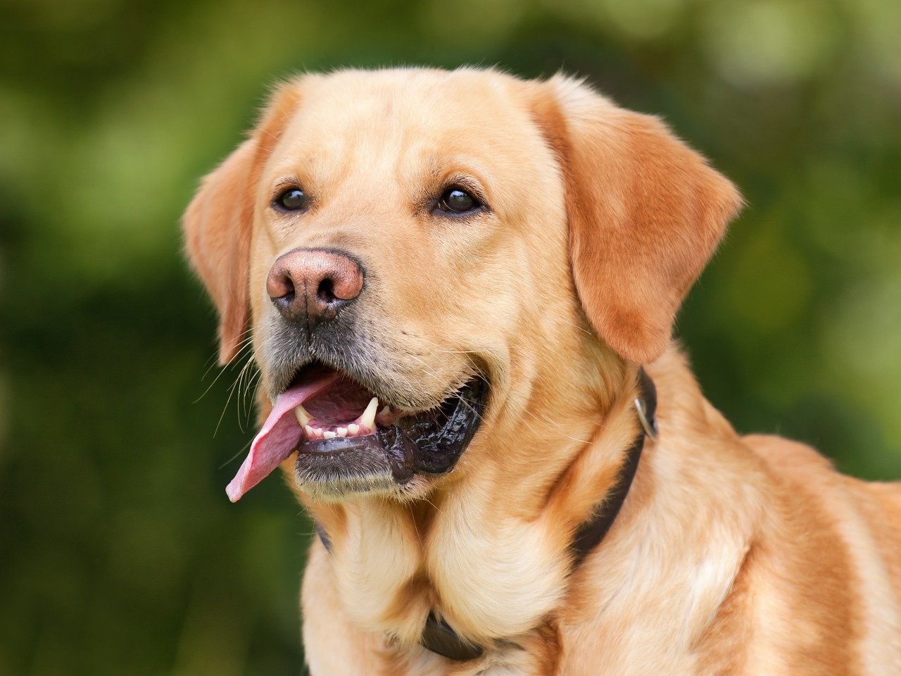 Labradorinnoutaja - Hoito, terveys ja ruokinta