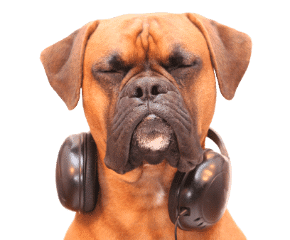 IBD - Koiran krooninen suolistotulehdus