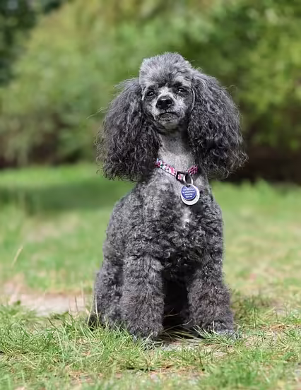 Villakoira on iloinen seurakoirarotu.