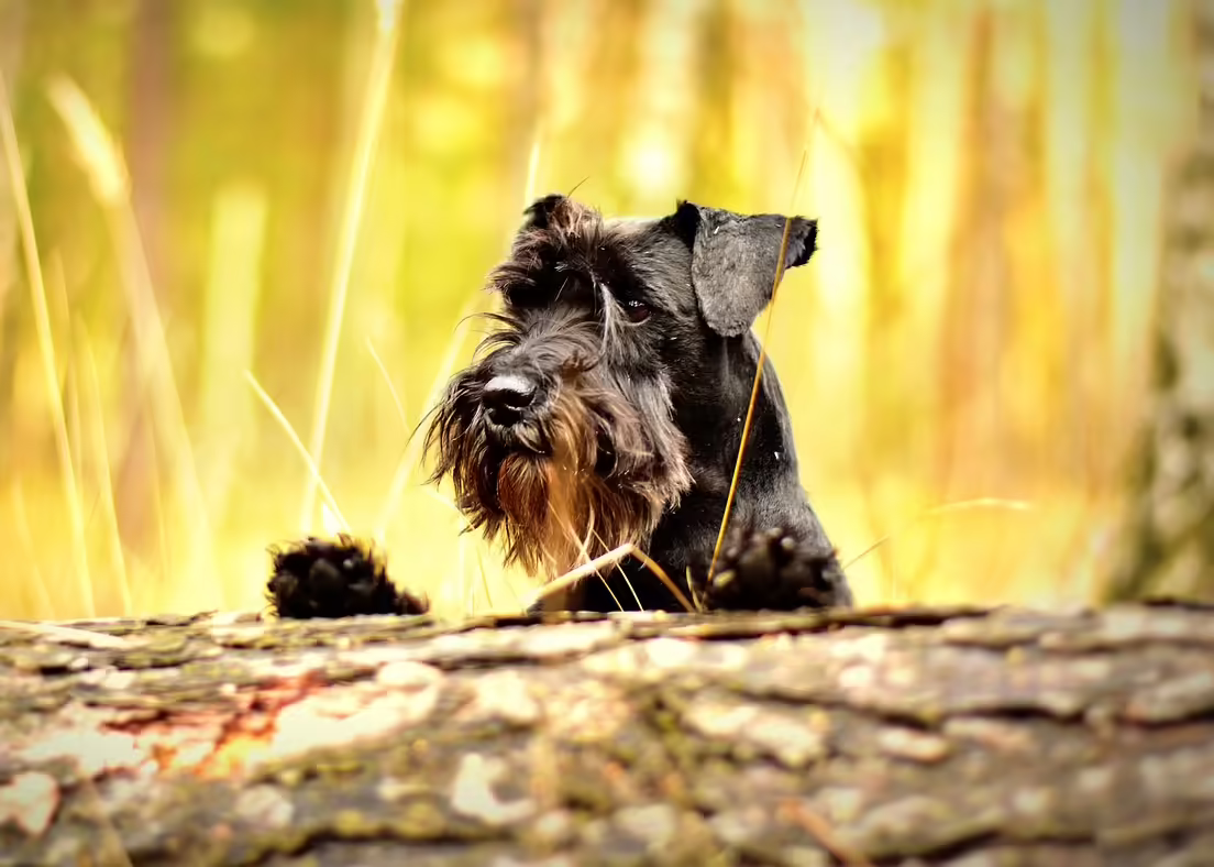 Koiran haimatulehdus voi olla akuutti tai krooninen. Kuvassa kääpiösnautseri.
