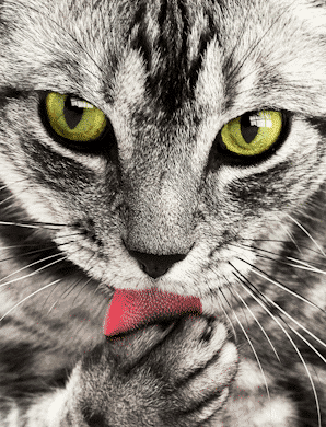 Kissan hammaskivi ja ientulehdus ovat yleinen kissojen sairaus.