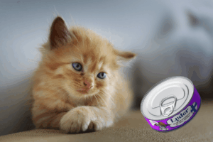 Kotimainen kissanruoka suomalaisista, elintarvikelaatuisista raaka-aineista.