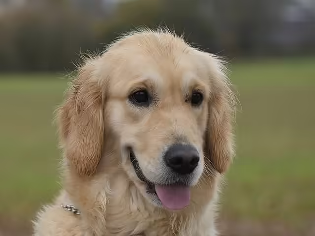 Kultainennoutaja -rodun luonne, terveys ja ruokinta.