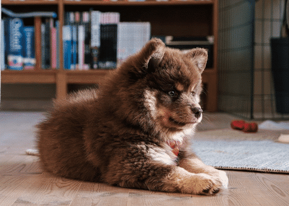 Suomenlapinkoira on suosittu koirarotu