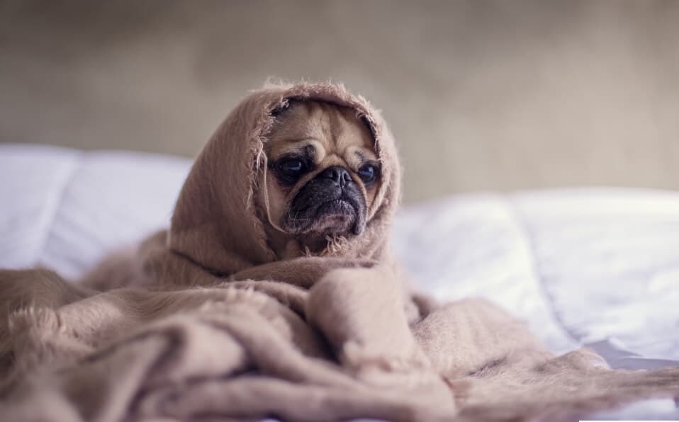 Koira pelkää ilotulitusta