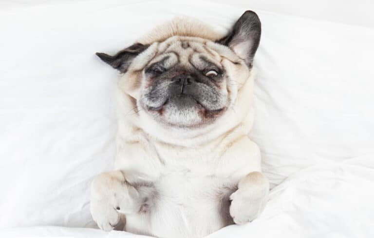 Koira pelkää raketteja