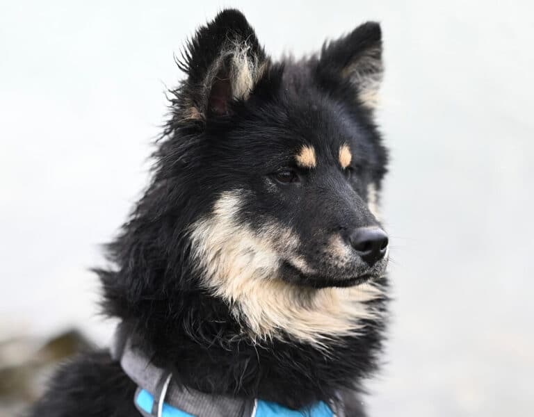 Kastroidun koiran ruoka