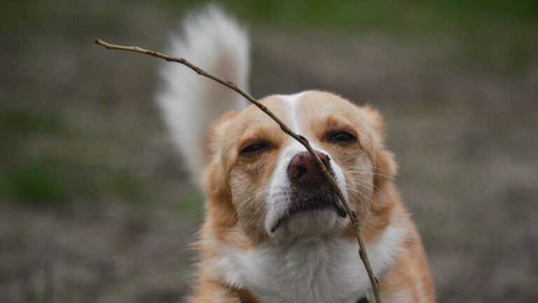 Miksi koira syö puuta? Syyt, riskit ja apu puun pureskeluun