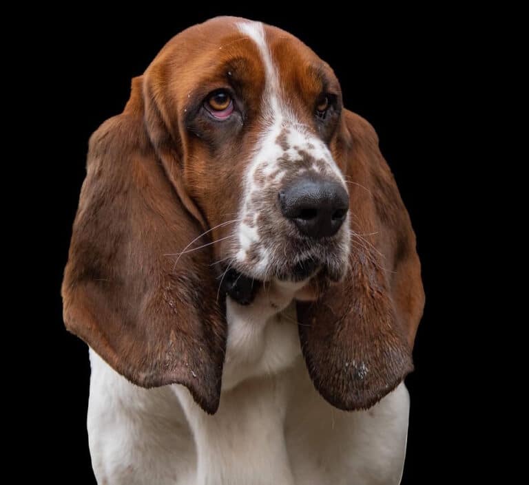 Basset hound