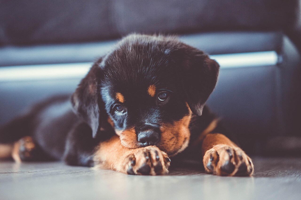 Rottweiler pentuna