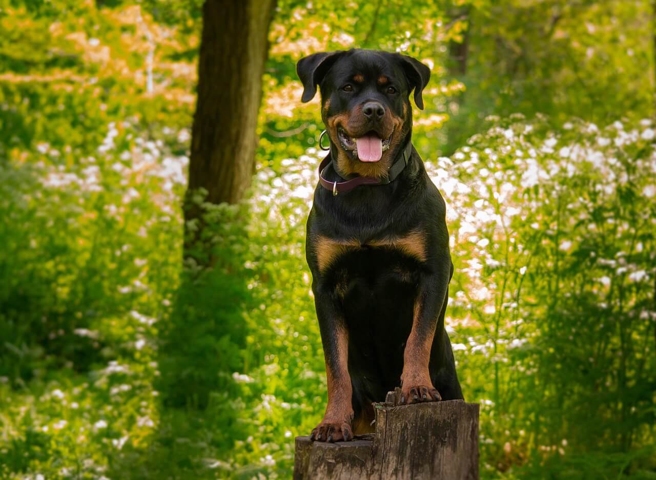 Rottweiler eli Rotikka