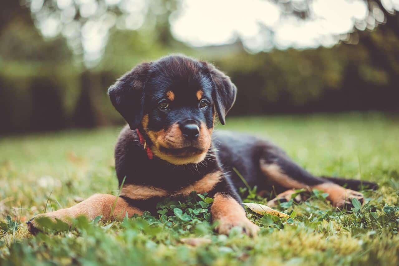 Rottweilerin pentu