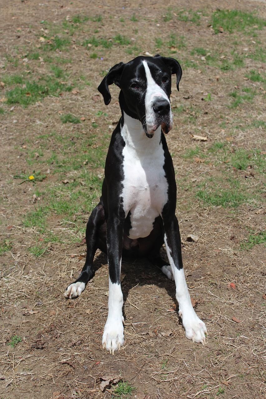 Tanskandoggi musta mantteli