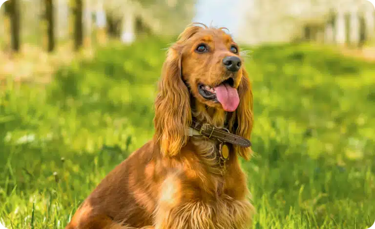 Cockerspanieli: Amerikkalainen ja englantilainen tyyppi