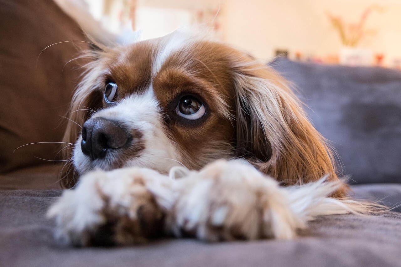Cavalier King Charlesinspanieli