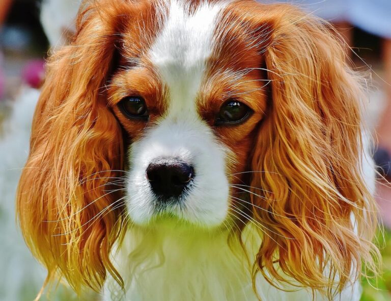 Cavalier Kingcharlesinspanieli