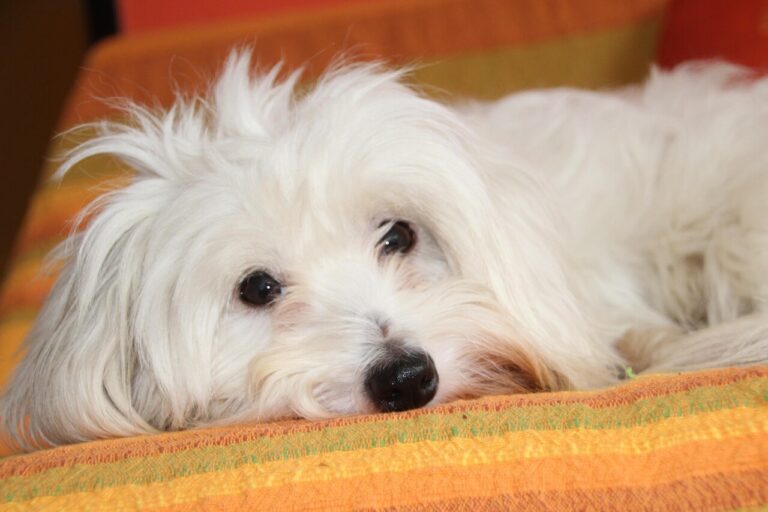 Coton de Tulear