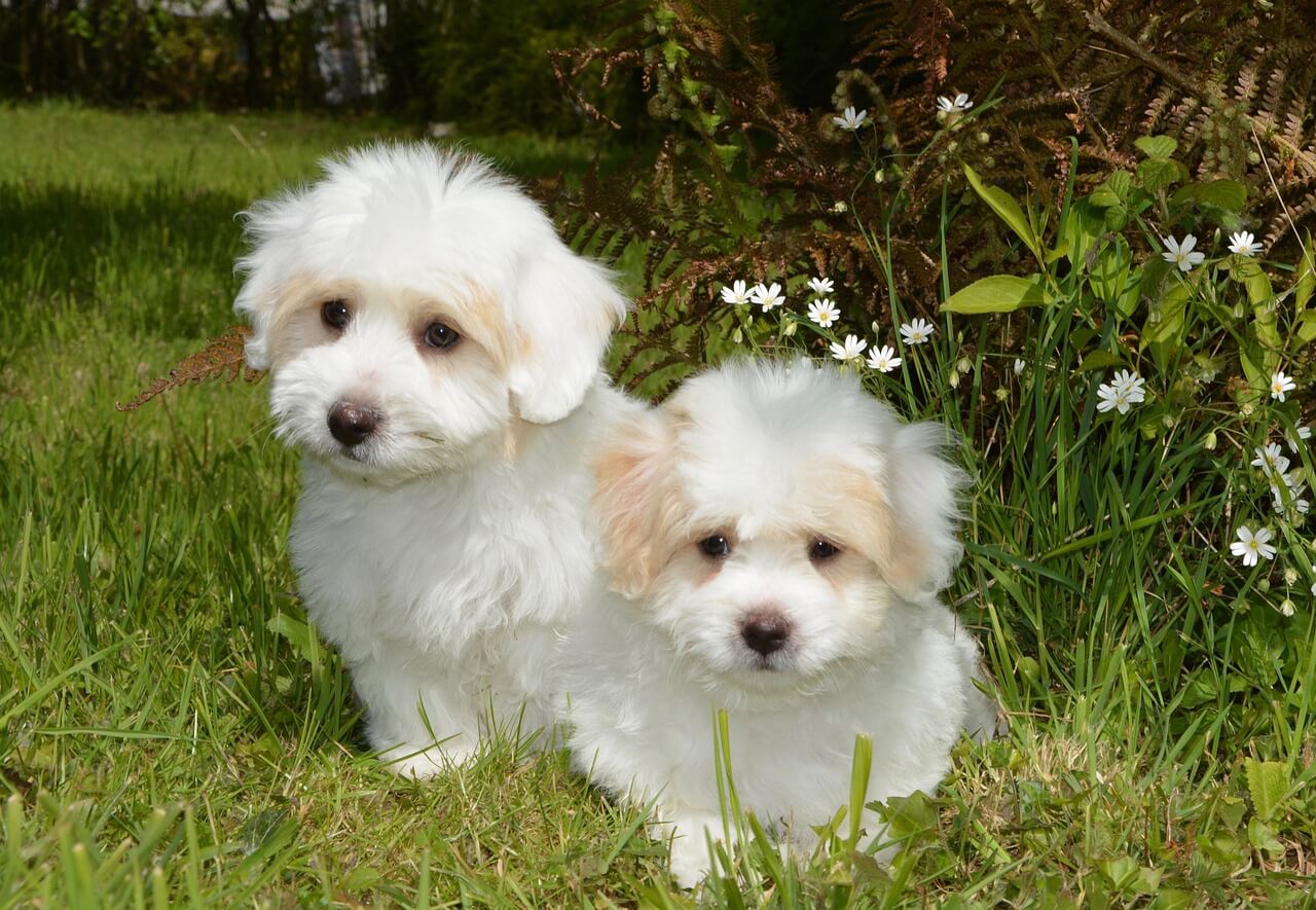 Coton de Tulear pentu