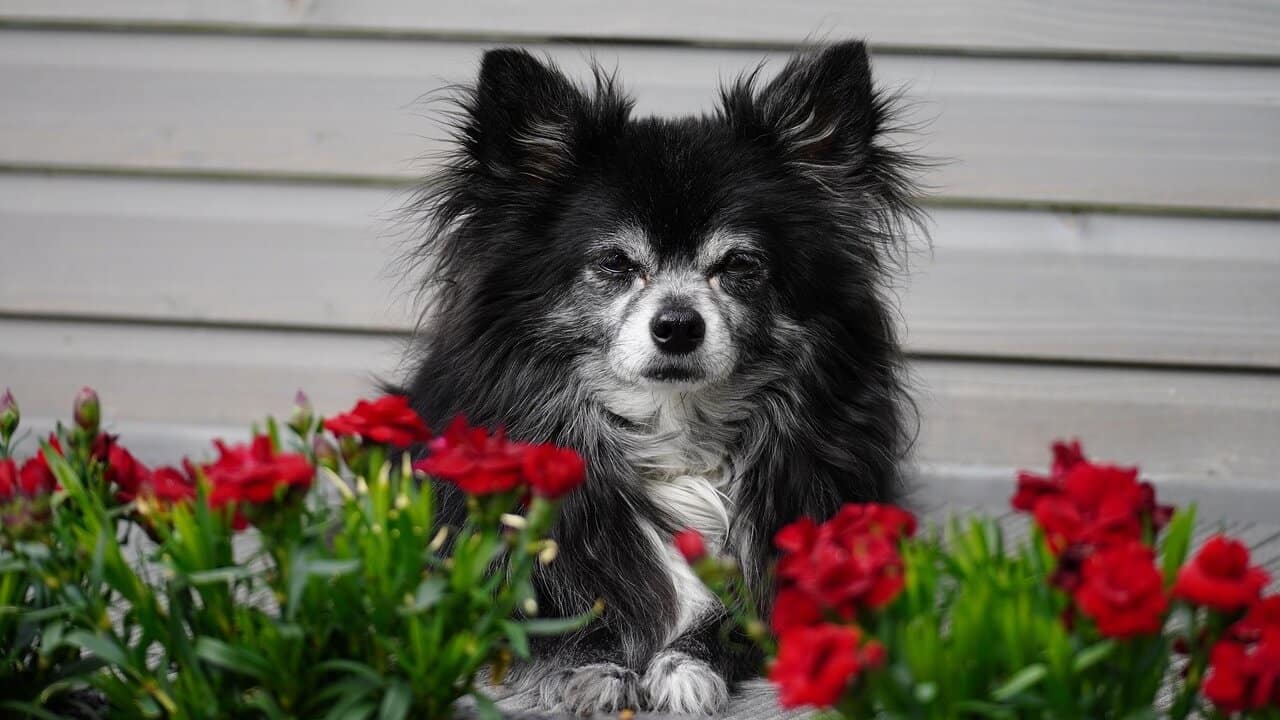 Pitkäkarvainen Chihuahua