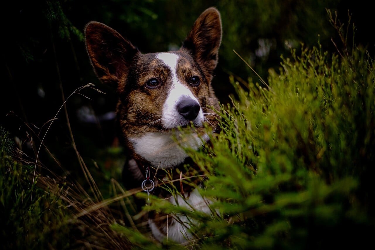 Welsh Corgi Cardican