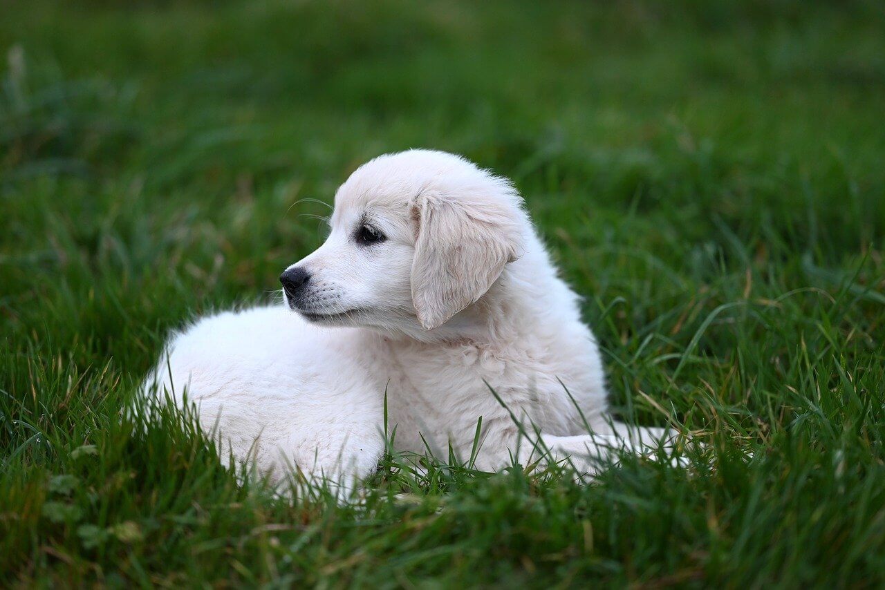 Kultaisennoutajan pentu