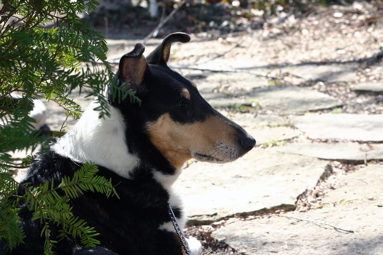 Sileäkarvainen collie